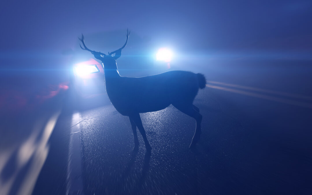 Michigan Deer Car Accidents: What to do if you Hit a Deer